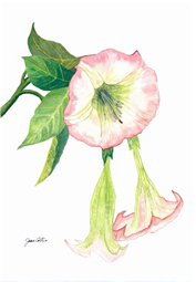 Jean Kim Cortes Scholarship Foundation Logo