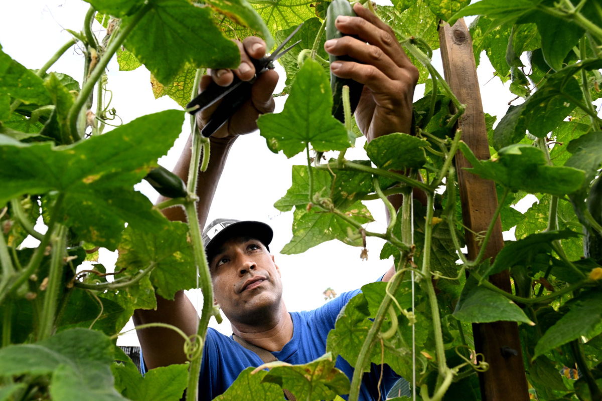 Planting New Life: Alma Backyard Farms Cultivates Healing and Second Chances 