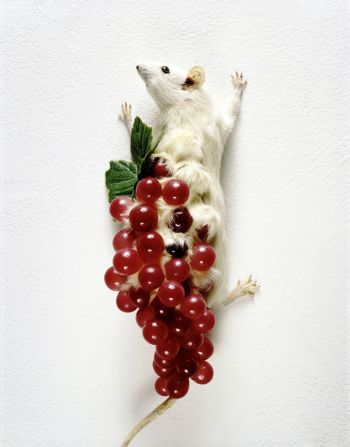 Rat with Grapes, 14” x 5” x 3”, Taxidermic animal, plastic grapes, 2003 Carlee Fernandez