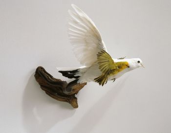 White Pigeon with Saffron Finch, 31” x 21” x 20”, Taxidermic animals, branches, 2004 Carlee Fernandez