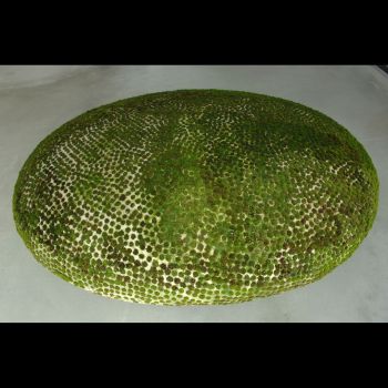 Untitled, 2009, ceramic, moss, 10 x 27 x 23 in. Mineo Mizuno