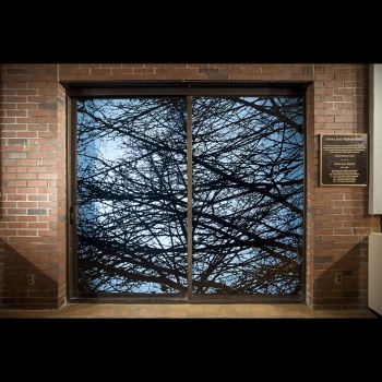 Branches Transposed (day view), 2008, Vinyl on glass, 84 in. x 96 in. Pato Hebert