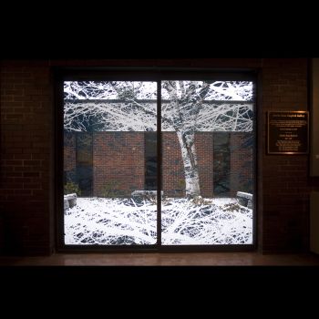 Branches Transposed (night view), 2008, Vinyl on glass, 84 in. x 96 in. Pato Hebert