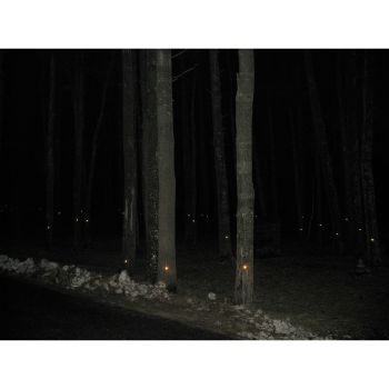 Stand Reflected, 2008, Reflectors on trees, 60 in. x 1 in. Pato Hebert