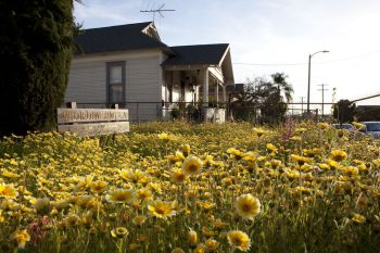 Wildflowering L.A., 2013-14, commissioned by LAND (Los Angeles Nomadic Division, mixed media, dimensions vary. Fritz Haeg