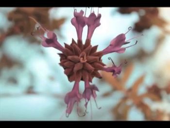Still from the series Growing Healthy, 2013, Super 8 film hand-processed using sage leaves, washing soda and vitamin C, 1 minute Lisa Marr