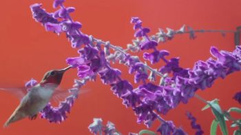 Excerpts from The Pollinators, 2014, video with sound, 65 minutes; A Ray Array, 2011, video with sound, 58 minutes; Air Quality, 2012, video with sound, 14 minutes; Actual Reality, 2012, performance by Lucky Dragons with video and sound by live chamber orchestra, 45 minutes. Still image of previous video. Sarah Rara