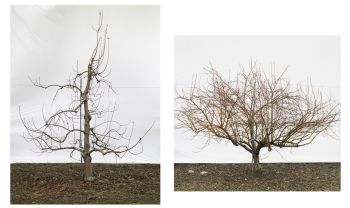 Clone with Central Leader, archival pigment print on exhibition fiber, 79 in. x 59 in. Clone with Water sprout, archival pigment print on exhibition fiber, 59 in. x 63 in. Jessica Rath