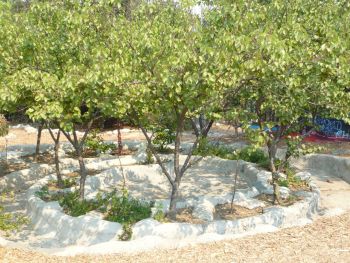 Subterranean Spiraling Orchard within Spiraling Orchard ArtPark, 1998-2013, patterned concrete, fruit trees, 38 ft. x 3 ft. x 2 ft. within 21,000 sq ft site Tricia Ward