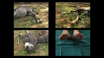 Minds to Lose (from A Trilogy on Absenting); 2008-2011; single-channel video; 11 minutes 54 seconds Neha Choksi